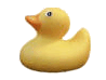 yellow duck